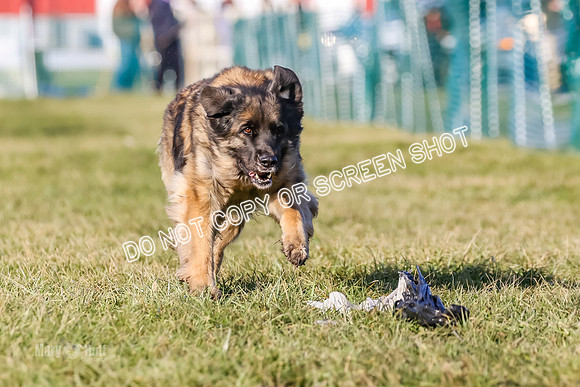 MCH74521