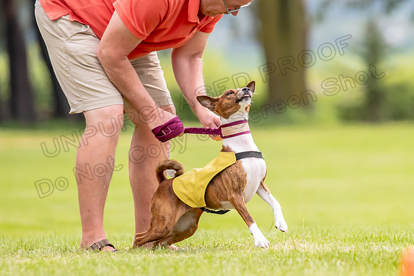 Finals Basenji-1389