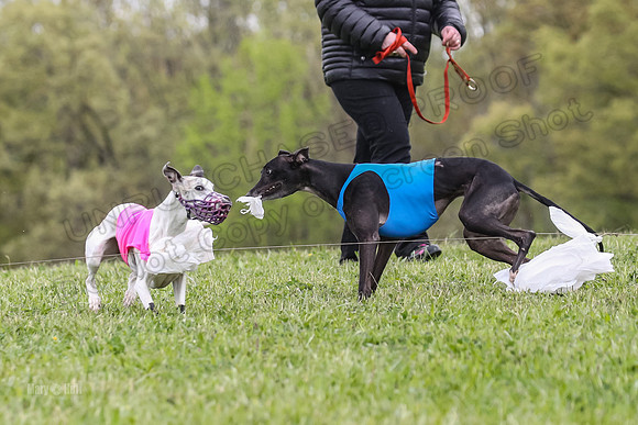 Finals Open C3, Sparky Margot Shine-0736