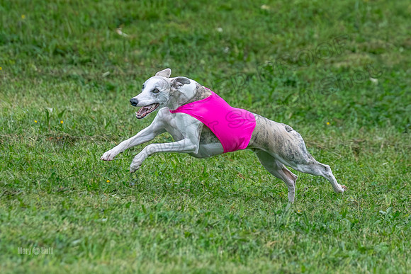 Prelims Open A2, Poppy Mateo Misty-3207