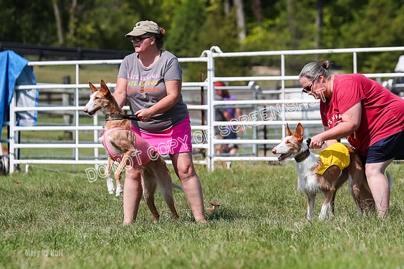 Prelim, Veteran 1, Dobby, Pepper-8767