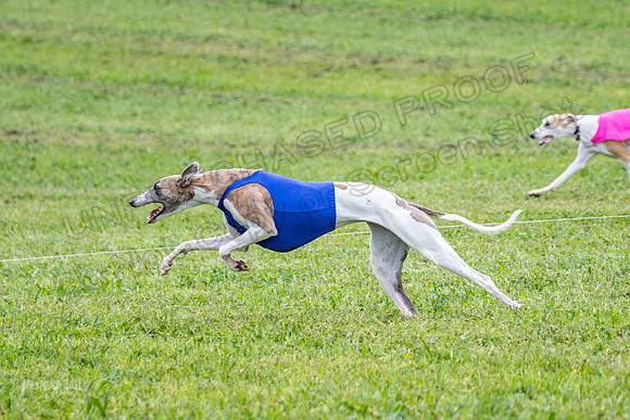 Prelims Open A3, Chaser Flower Audrey-3314