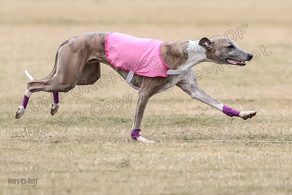1Prelim Open 4 Kashi Rigel-3107