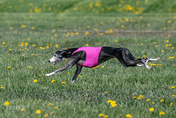 1Prelims Veterans 3 Raya Ember Hattie-1722
