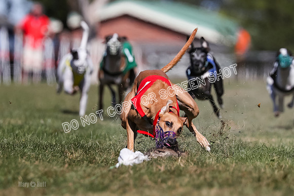 Prg 4, Race 2, Red Tipa Watson Sprig Carney-0079