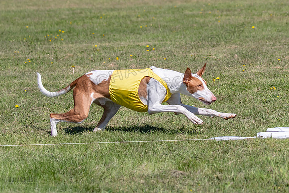 Prelims Open Jagger Maverick-5373