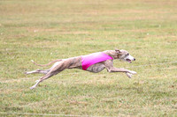 1 Prelims Open 1 AnnieOakley Fennec Zero-1226