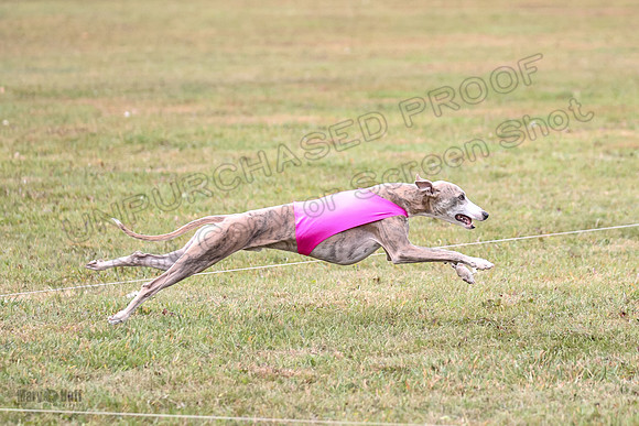 1 Prelims Open 1 AnnieOakley Fennec Zero-1226