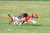 Basenji Program 1