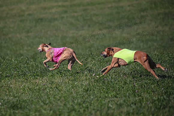 2 Finals Vet 1 Zayin Xena-8106