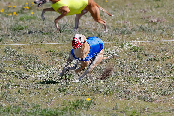Prelim, Rocky Shimmy Zed-2422