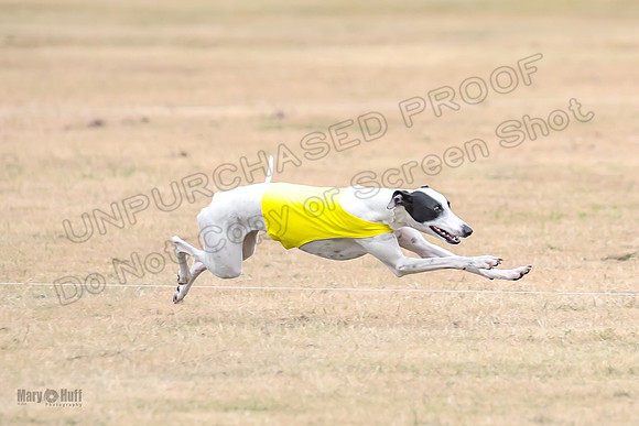 1Prelim Open 5 Petey Sue Cheese-3130