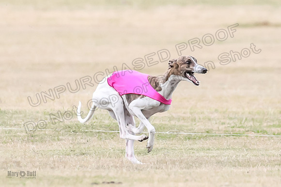 1Prelim Open 3 Eggsy Trixie Treble-3043