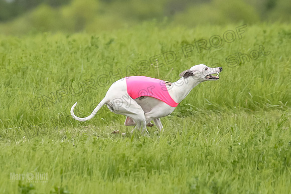 1 Prelims Fch 1 Flaare Cooper Buttercup-8259