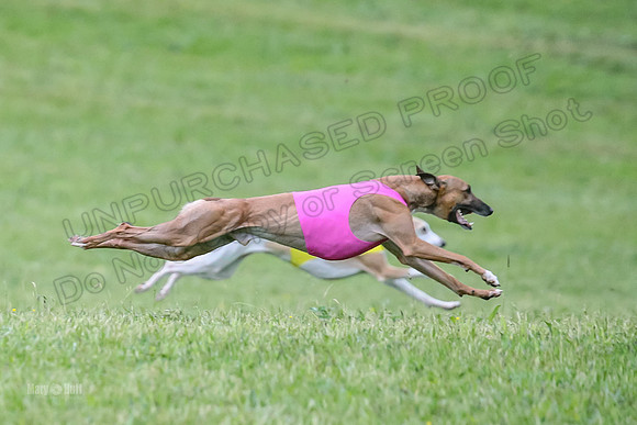 Prelim Open B4, Marlee Wrath Sonic-8499