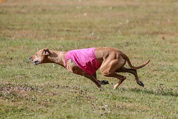 1 prelims Vet Libby Xena-6330