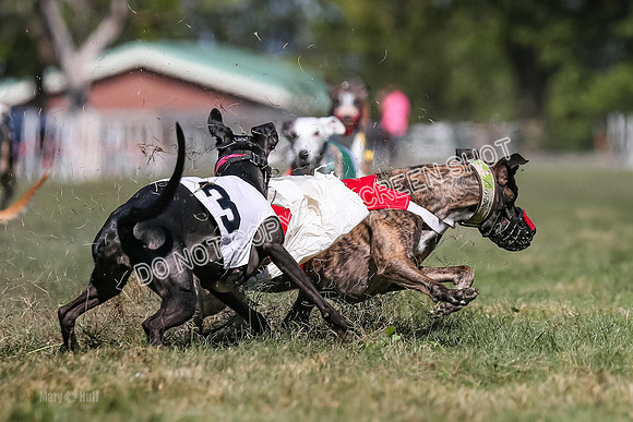 Prg 4, Race 1, Ruffian Flynn Nami Rigby Arrow Echo-0056