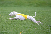 Prelims Whippet Veteran-4498