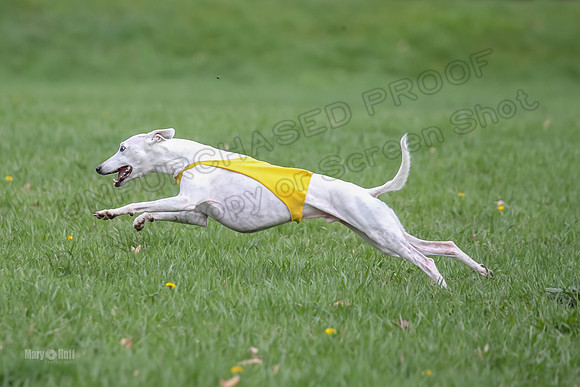 Prelims Whippet Veteran-4498