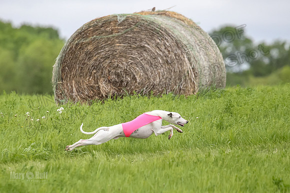 1 Prelims Fch 1 Flaare Cooper Buttercup-8258-2
