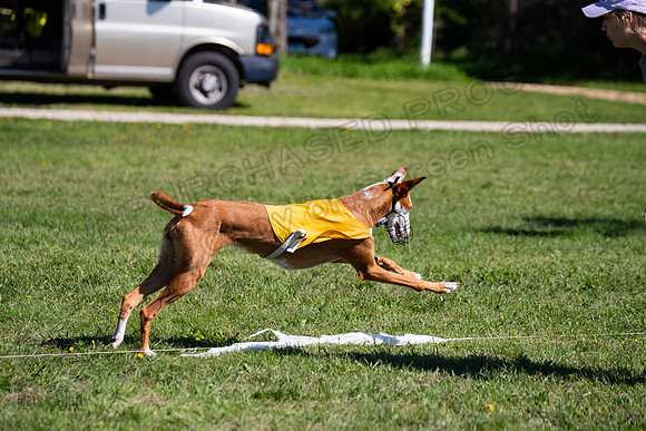 Prelims Fch 2 Pennie Beastie-5571