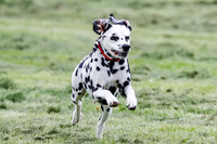 Cat Test 2-1605