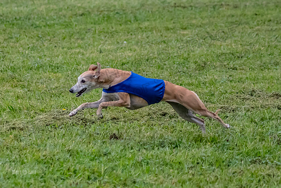 Prelim Open C1, Wrath Ozzy Fia-3921