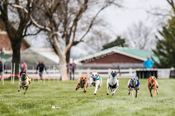WRA, Prg 2, Race 12, Bookie Joplin Rogue Chase Jigsaw Rum-9050