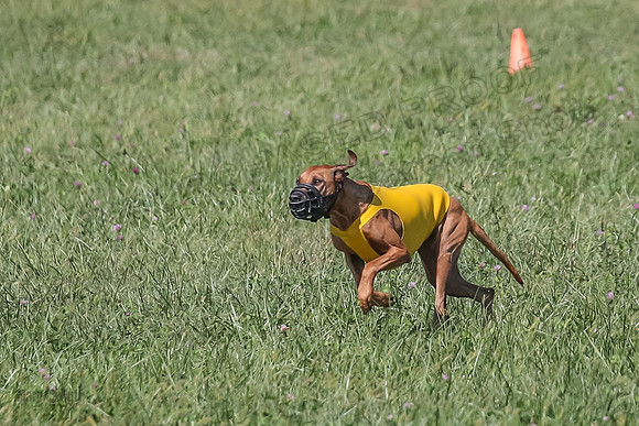 2 Finals Vet 2 Erzulie Libby-8159