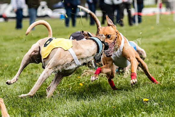 WRA, Prg 2, Race 12, Bookie Joplin Rogue Chase Jigsaw Rum-9081