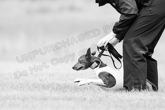 Prelims Rye-0946-2