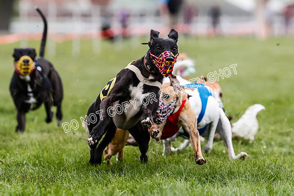 WRA, Prg 2, Race 9, Cheetah Buttercup Entei Smudge Beacon CC-8906
