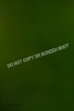 _E4I7370