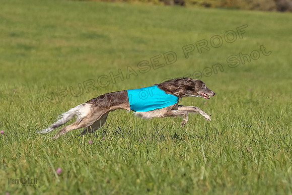 1 Prelims Fch 1 Kelso Wiings Foxy-5576