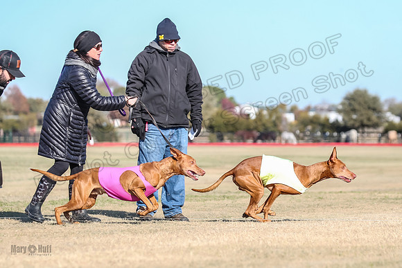 1Prelims Vet 1 Caper Copper-0949