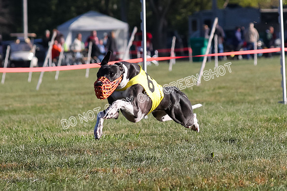 Prg 1, Race 11, Sealli Flora Nami Simba Maybe,  One Photo, Camera Malfunction-9157