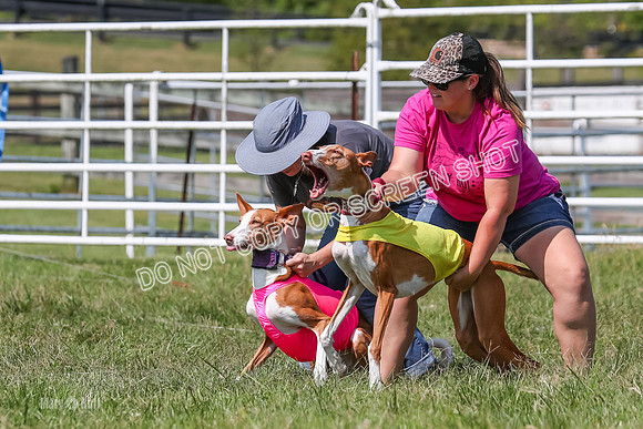 Prelim, Veteran 2, Dawn, Diva-8869
