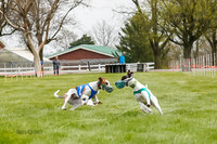 WRA, Prg 2, Race 1, Puppy, Gnochhi Sprig-8553