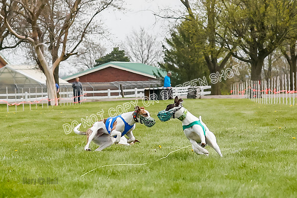 WRA, Prg 2, Race 1, Puppy, Gnochhi Sprig-8553
