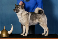 Elkhound 2020-1013