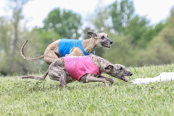 Finals Vets 3, Rosie Littlebit Justice-2341