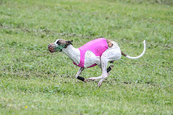 Prelim Open E3, Panda Kracken Indy-4998