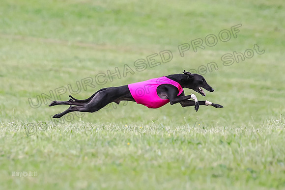 Prelim Open F2, Trippit Sid Fva-9286