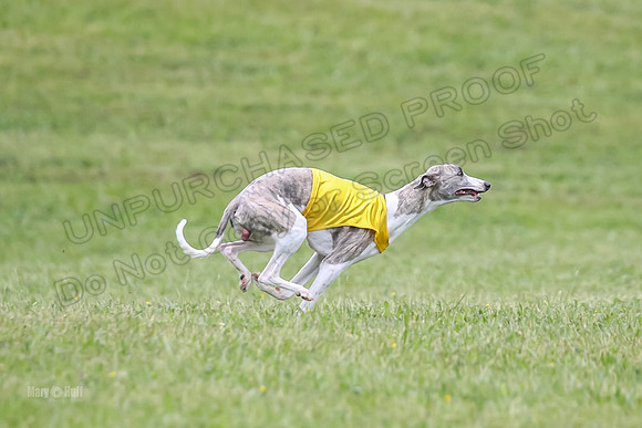 Prelim Open F4, Cosmo Damsel Archer-9365