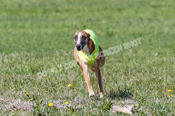 Prelim, Rocky Shimmy Zed-2409
