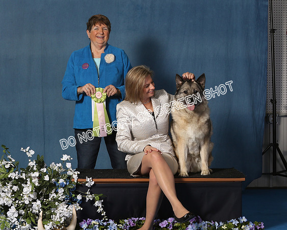 Elkhound 2020-1158