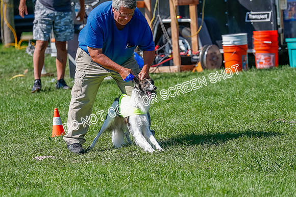Silken Windhound Prelim, Finnegan-2943