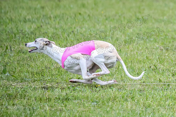 Prelim Open B5, Wiley Pippi Indy-8524