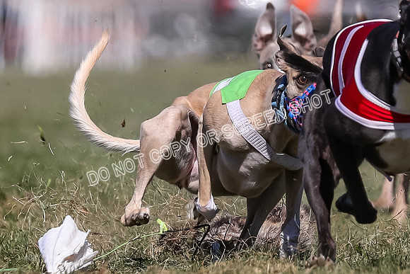 Prg 4, Race 6, Henry Rory Spud Victor Micky-0245