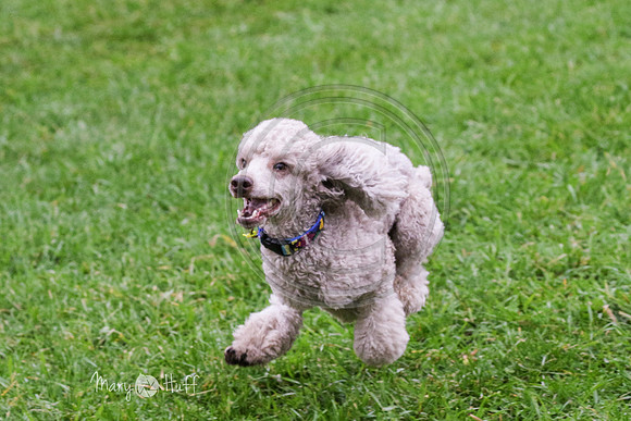 MCH79635